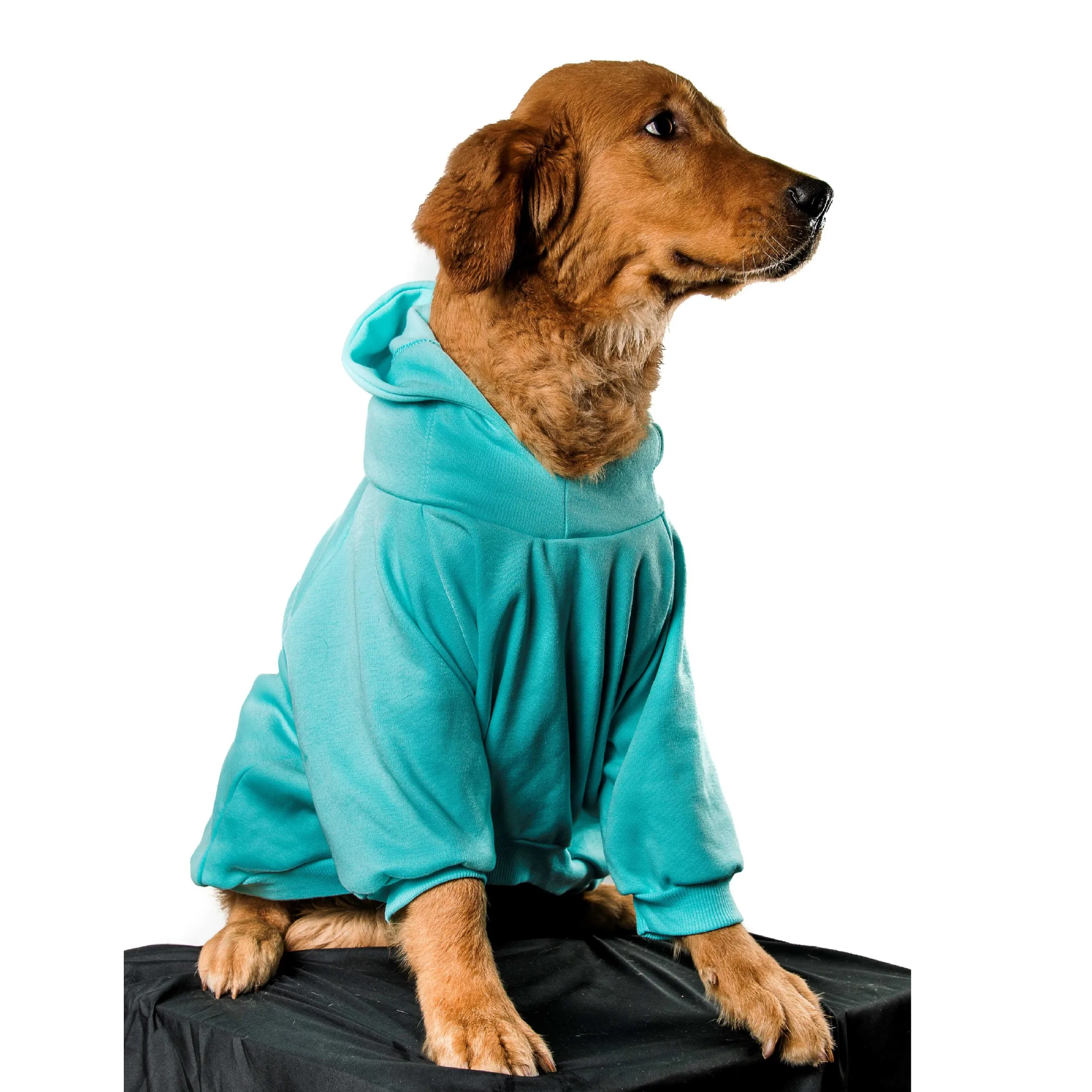 buzo mascota
