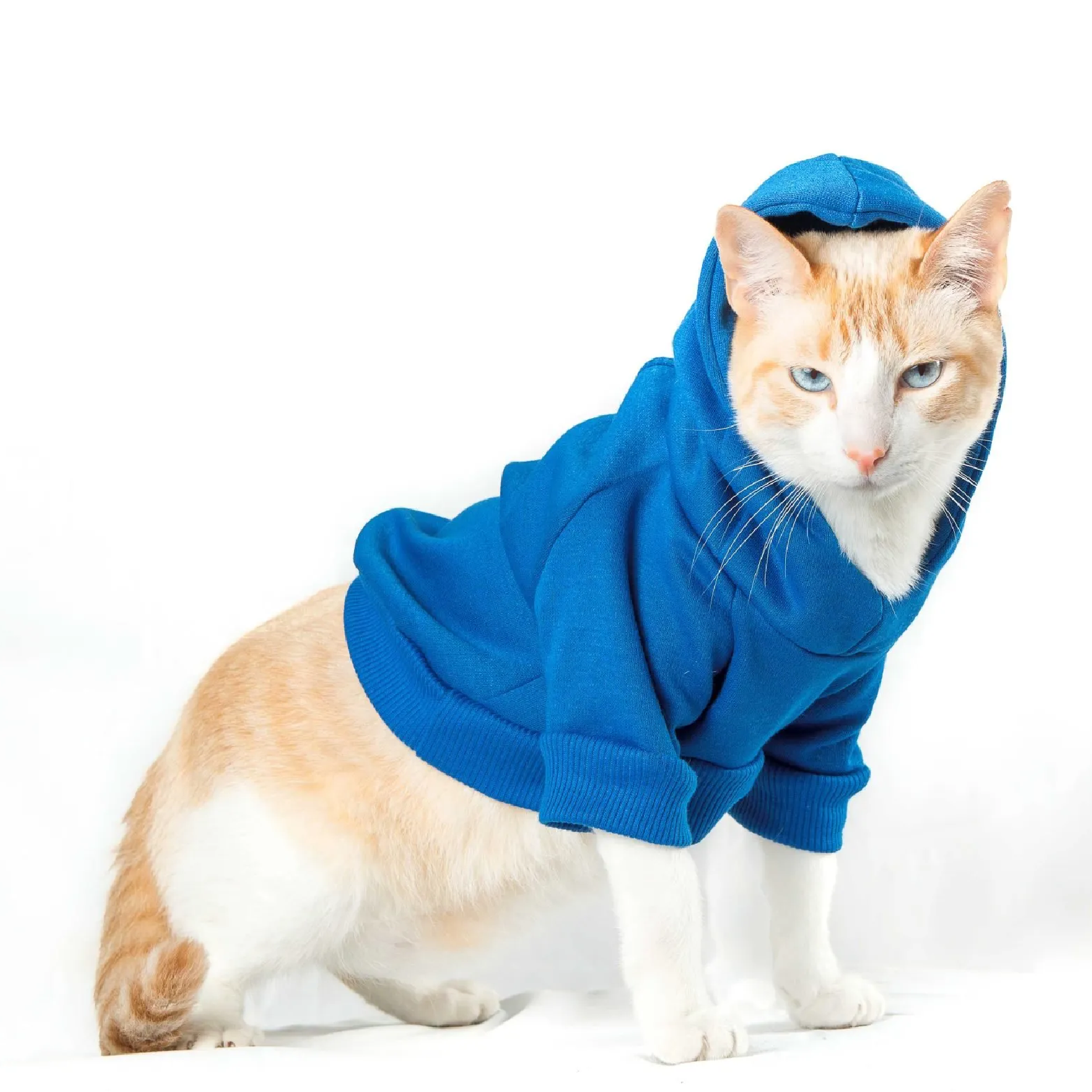 Buzo Mascota