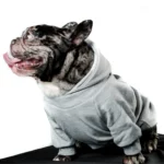 buzo mascota